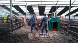 부여군, 구제역 청정지역 지켜낸다