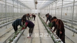 세종창조경제혁신센터, 방울토마토 생산