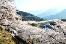 하동군, 봄! 꽃 나들이 오세요~