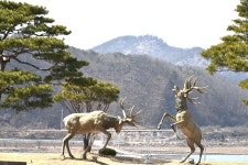추풍령사슴관광농원, 꿈은 이루어진다!