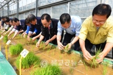 충북농기원, 신품종 육성 첫 모내기