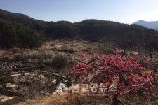 섬진강 하동 먹점골 매화꽃 잔치