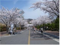 대구시, 봄내음길 행복한 봄날의 추억