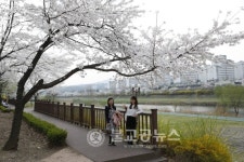 성남지역 벚꽃길 8경 상춘객 맞아