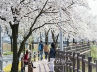 제5회 천안위례벚꽃축제 북면 연춘리에서