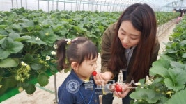충주어린이급식관리지원센터, 딸기 따기 체험