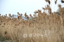 [영상] 청주 무심천 벚꽃 길 밤의 향연~