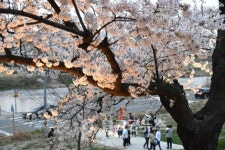[영상] 청주 무심천 벚꽃 길 밤의 향연~