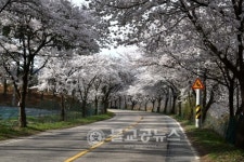 [포토뉴스] 아름다운 벚꽃 길 달려요