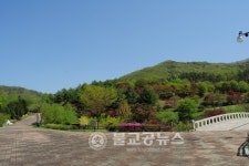 복사꽃 활짝 핀 금강수목원
