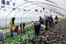 속초시 하도문 쌈채마을, 2017 쌈채축제