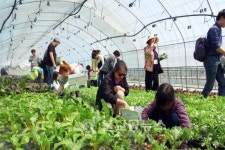 속초시 하도문 쌈채마을, 2017 쌈채축제