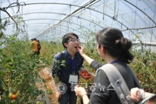 속초시 하도문 쌈채마을, 2017 쌈채축제