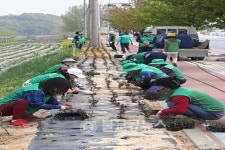 충주 새마을協, 꽃길 조성 구슬땀