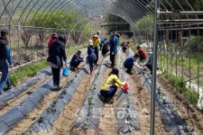 충북도 원예유통식품과 봉사활동 구슬땀