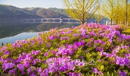 안동시, 영산홍으로 수놓은 월영공원