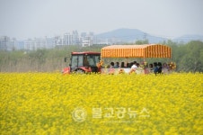세종 유채꽃마당 성황리 마무리