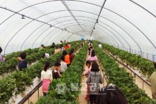 안동 으뜸 딸기농원 손기봉 체험 무료 기부