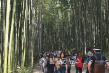 담양 죽녹원, 2017 봄 여행주간 전국 최고!