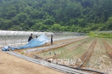 강원도 농정국, 화천 하남면에서 농촌 일손 돕기