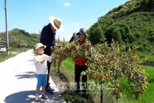 충주, 보리수길 걷고 열매도 따고