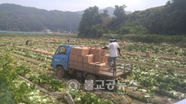 괴산군, 봄배추 첫 수출길을 열다!