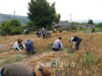 부여농기센터, 농번기 농촌일손돕기 실시