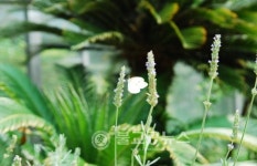 청주랜드 생태관의 나비구경 오세요