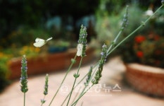 청주랜드 생태관의 나비구경 오세요