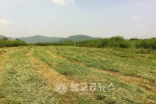 충주, 달천강 및 남한강변 야초 본격 수확
