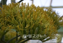 춘천, 화목원 용설란 꽃망울 화제