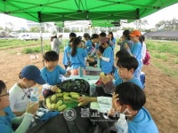 성남시민농원 옥수수밭 1만3000주 무럭무럭