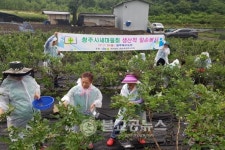 청주시 새마을회 생산적 일손 봉사 앞장