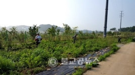담양 월산면, 후끈한 자원봉사 열기