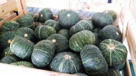 햇살 품은 청정 안동지역 단호박 일본 수출 활기