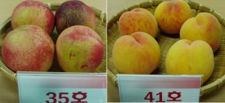 충북농기원, 복숭아 신품종 출원을 위한 평가회 개최