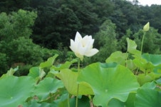 노근리 평화공원, 연꽃사진 전시회 및 수생식물 전시회