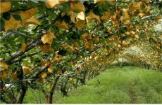 달달하고 아삭한 하동 햇배 본격 출하