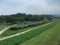 충남 해미읍성 무궁화동산 전국 2위