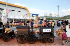 하동 북천 코스모스·메밀꽃축제 대박 조짐
