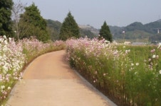하동 배드리공원 코스모스·호박축제