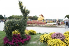 2017고양가을꽃축제, 은은한 국화로 보름달 정원