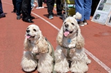 성남 반려동물 페스티벌 14일 화랑공원서