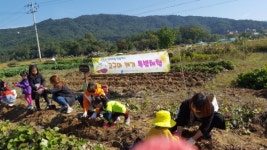 충북유아교육진흥원, 엄마아빠와 고구마 캐기 체험 인기