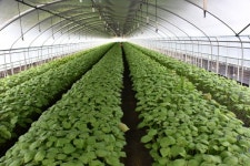 [포토 / 영상] 옥천군 군서면,  장령산 자연휴양림  치유의 숲 건강걷기대회