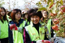충북농촌사랑봉사단, 사과수확 및 김장김치 담그기