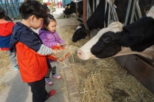 죽리초, 유치원 지역탐방 목장 견학 나들이