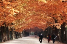 [포토뉴스] 담양 메타세쿼이아랜드