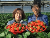 충북 옥천군, 눈 속에서 탐스럽게 자란 딸기 수확 한창