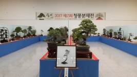 청주예술의전당 더욱 풍성해진 청풍분재전 열려